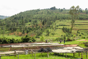 Rwanda Peaberry (WCE)