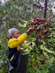 Organic Ethiopia Sun-Dried Natural