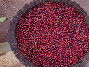 Organic Ethiopia Sun-Dried Natural