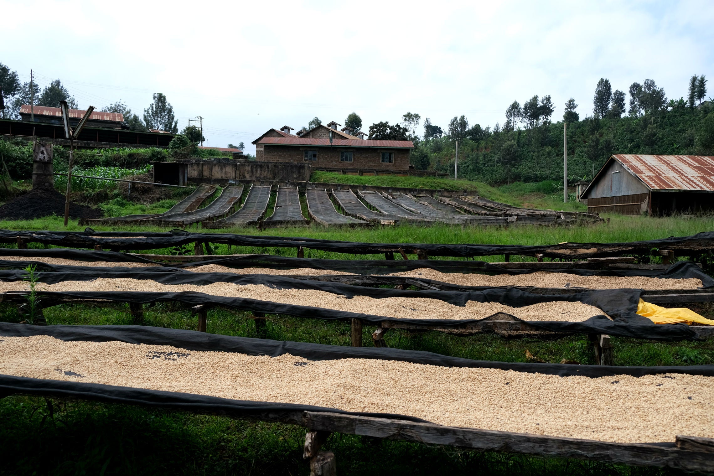 Kenya Kirinyaga Peaberry