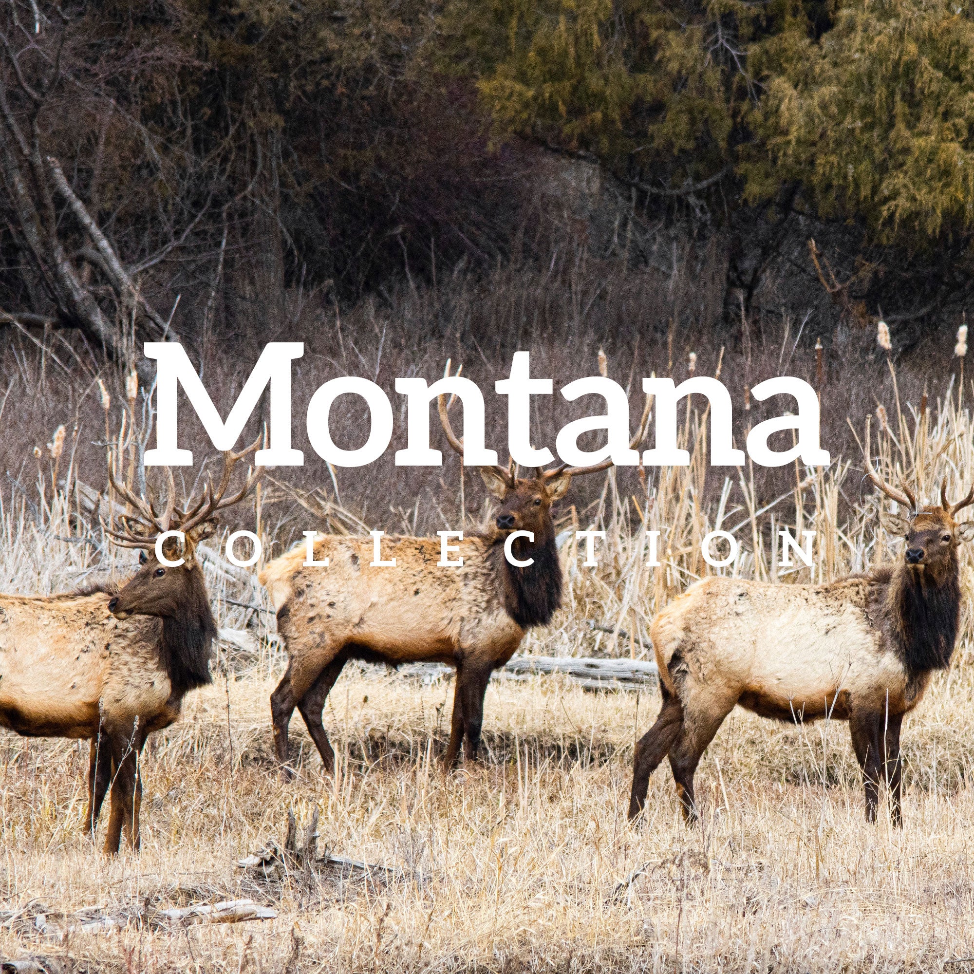 Montana Collection